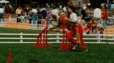 Duffy 1996 Szkesfehrvr Agility bemutat