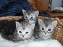 Kittens