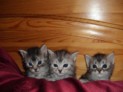 Kittens